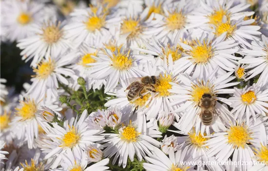 Garten-Kissen-Aster 'Apollo'