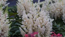 Astilbe japonica 'Younique White'®