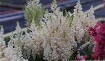 Astilbe japonica 'Younique White'®
