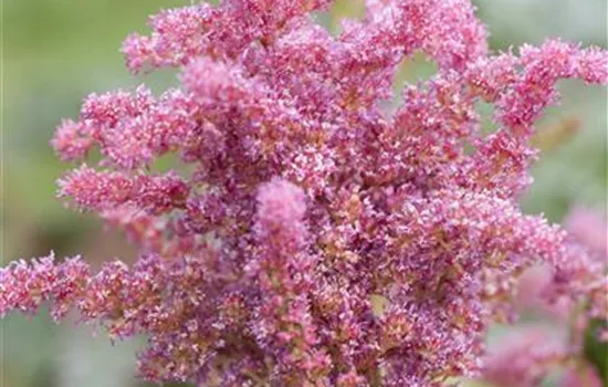 Astilbe 'Younique Cerise' -R- Astilbe 'Younique Cerise' -R-