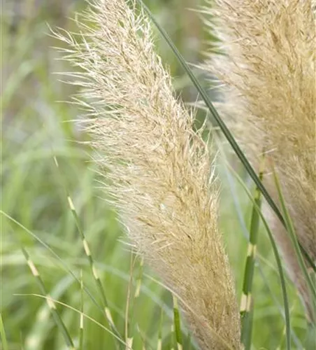 Cortaderia selloana 'Pumila' Cortaderia selloana 'Pumila'