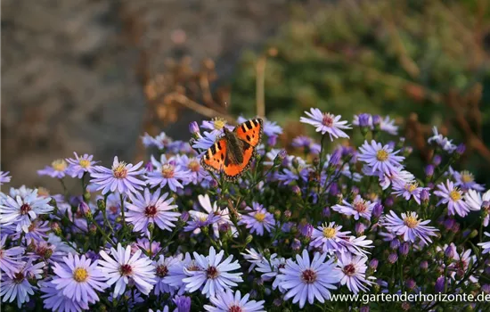 Kissen-Aster Kissen-Aster