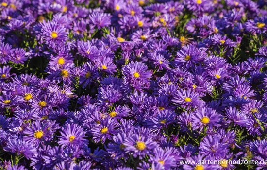 Garten-Kissen-Aster 'Blaue Lagune' Garten-Kissen-Aster 'Blaue Lagune'