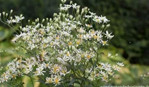Aster umbellatus 'Weißer Schirm'