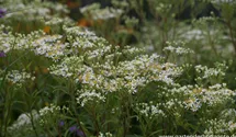 Aster umbellatus 'Weißer Schirm'