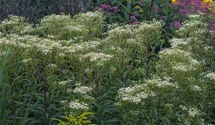 Aster umbellatus 'Weißer Schirm'