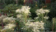 Aster umbellatus 'Weißer Schirm'