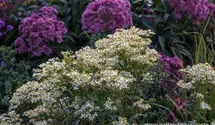 Aster umbellatus 'Weißer Schirm'