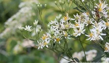 Aster umbellatus 'Weißer Schirm'