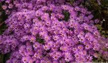 Aster dumosus 'Herbstgruß v.Bresserhof'
