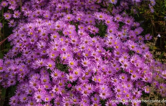 Kissen-Aster Kissen-Aster