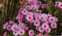 Aster dumosus 'Herbstgruß v.Bresserhof'