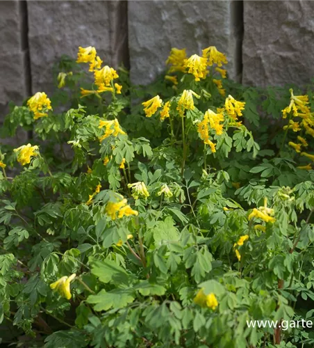 Corydalis lutea Corydalis lutea