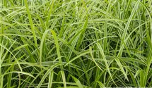 Weißrandrige Teppich-Segge