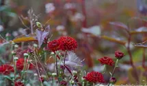 Winteraster
