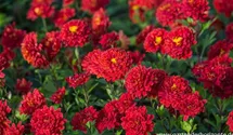 Winteraster