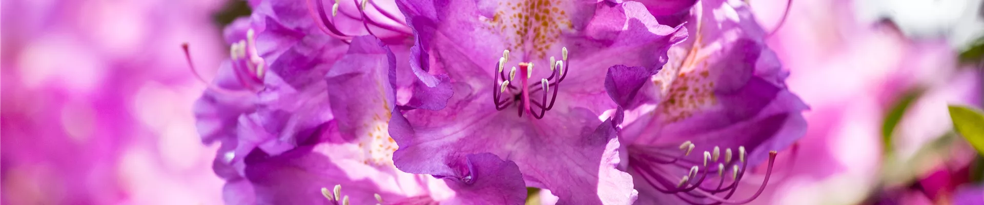 Hartware_Blumenerde_Header Hartware_Blumenerde_Header