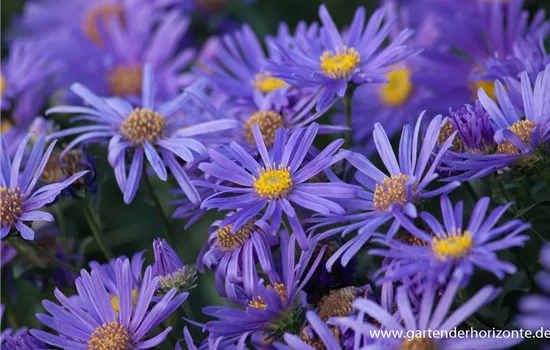 Sommer-Aster 'Jungfrau' Sommer-Aster 'Jungfrau'
