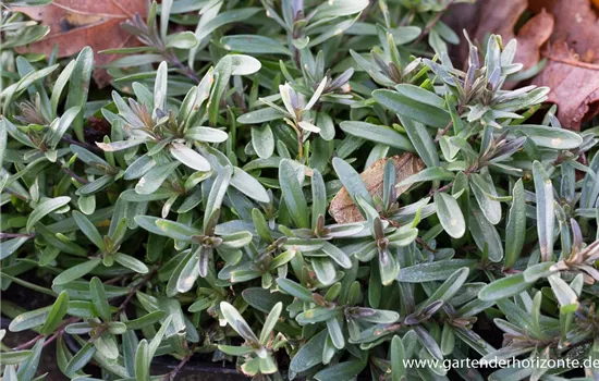 Heide-Nelke Heide-Nelke