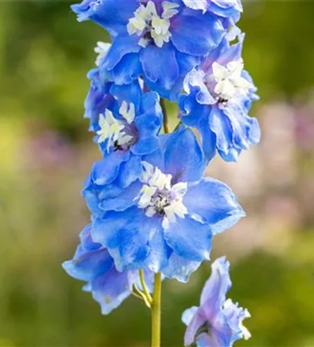 Delphinium Magic F., himmelbl.,Biene weiß Delphinium Magic F., himmelbl.,Biene weiß