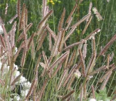 Bouteloua gracilis Bouteloua gracilis