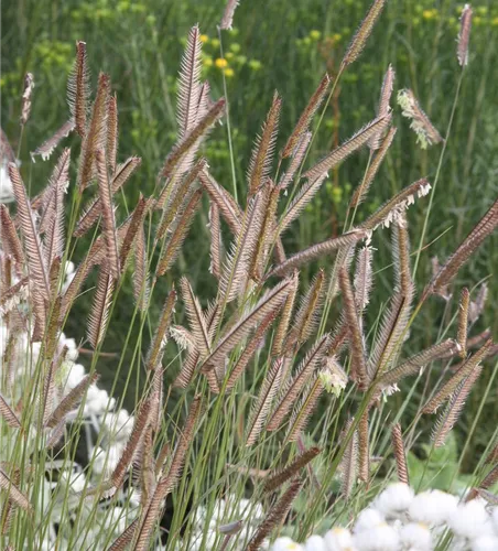 Bouteloua gracilis Bouteloua gracilis