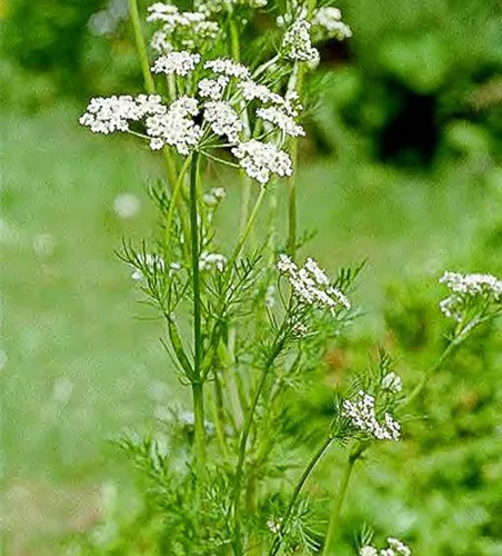 Carum carvi Carum carvi