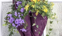 Dalmatiner Polster-Glockenblume