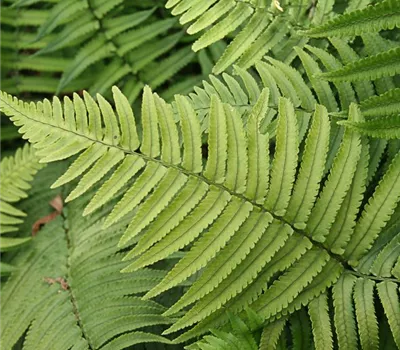 Elefantenrüsselfarn Elefantenrüsselfarn