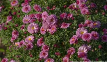 Winteraster