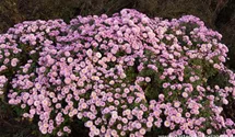 Winteraster