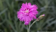 Dianthus plumarius, rosa