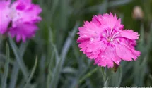 Dianthus plumarius, rosa
