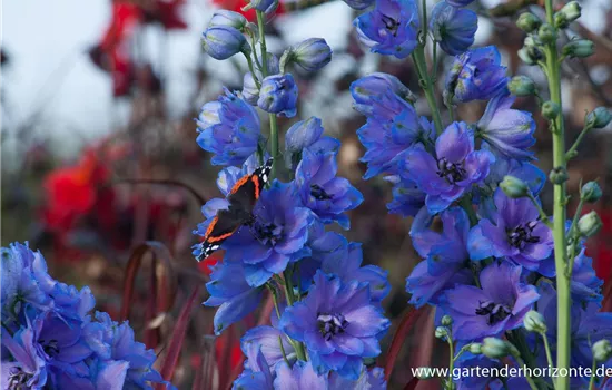 Rittersporn 'Starlight' Rittersporn 'Starlight'