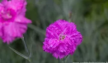 Dianthus plumarius, rosa