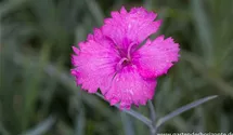 Dianthus plumarius, rosa