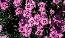 Dianthus plumarius, rosa