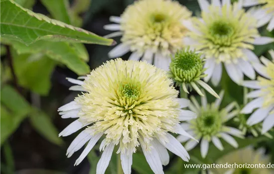 Garten-Scheinsonnenhut 'Meringue'