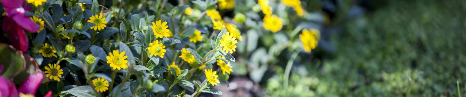 Dienstleistungen_Referenzen_Header_klein