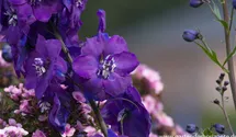Delphinium x elatum 'Christel'