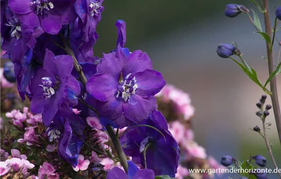 Hoher Rittersporn Hoher Rittersporn