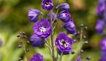 Delphinium x elatum 'Christel'