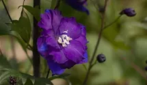 Delphinium x elatum 'Christel'