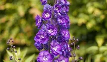 Delphinium x elatum 'Christel'