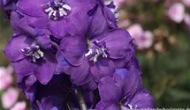 Delphinium x elatum 'Christel'