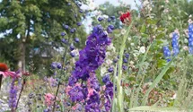 Delphinium x elatum 'Christel'