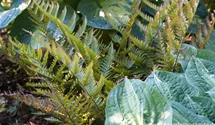 Dryopteris erythrosora