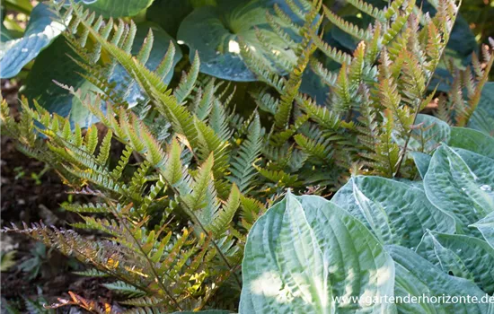 Rotschleierfarn Rotschleierfarn