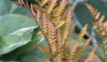 Dryopteris erythrosora