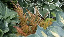 Dryopteris erythrosora